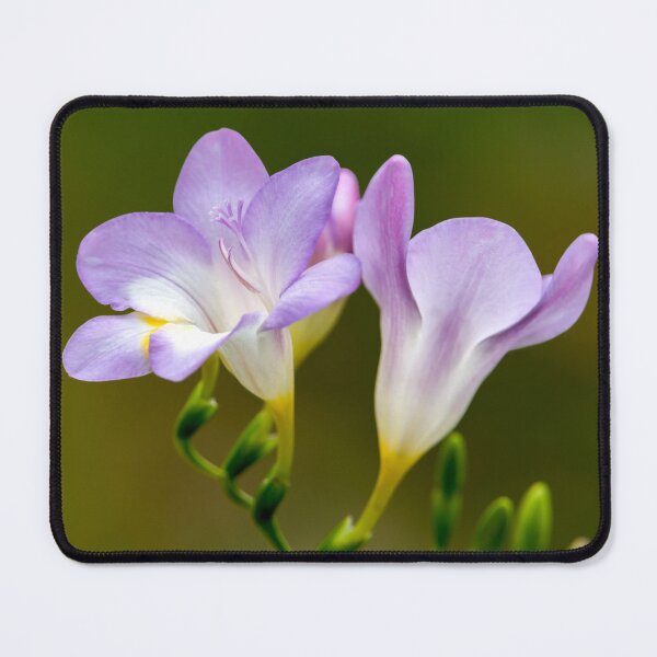 Item preview, Lavender Freesias designed and sold by Glenn Franco Simmons.