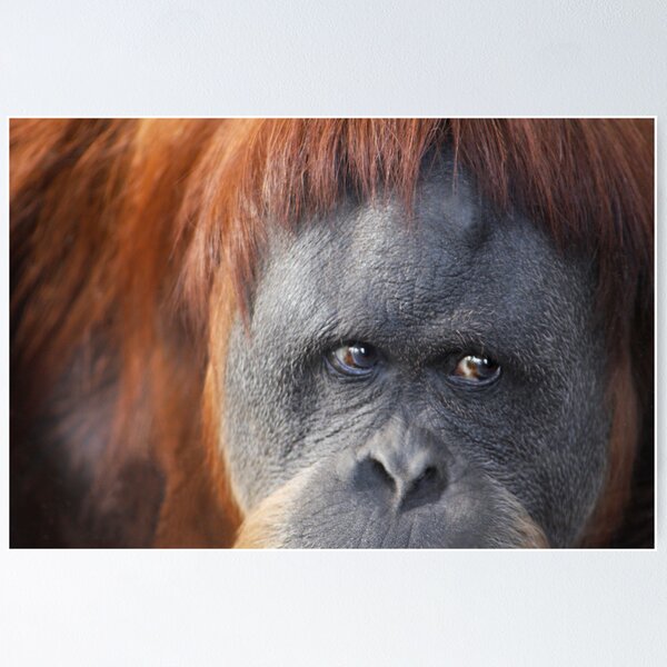 Item preview, Orangutan designed and sold by Dan Jesperson.