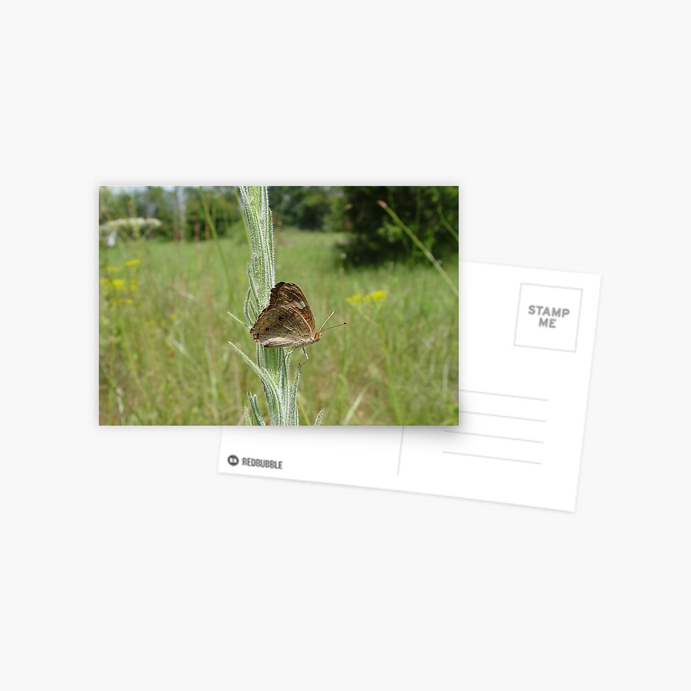 West Indian Buckeye Postcard
