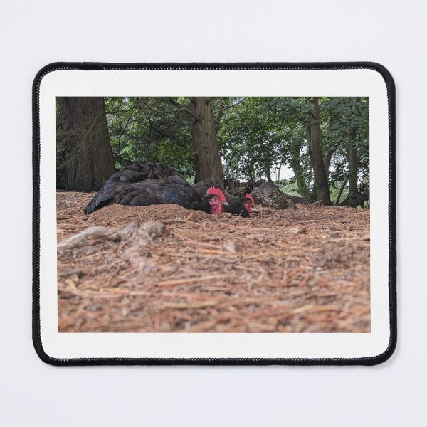 Item preview, Brownsea Island Chickens designed and sold by StatementGeek.