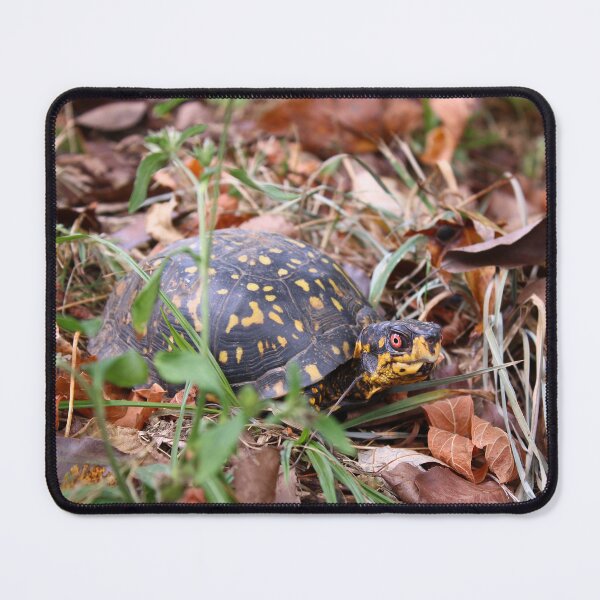 Item preview, Box turtle in the grass designed and sold by McFleur's Lens.
