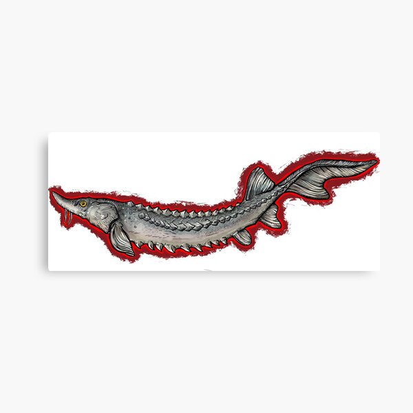 Great Lakes Sturgeon Poster for Sale by Natalie Zysk