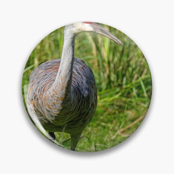 Item preview, Sandhill Crane 10, Madison, Wisconsin designed and sold by StevenRalserPhoto.