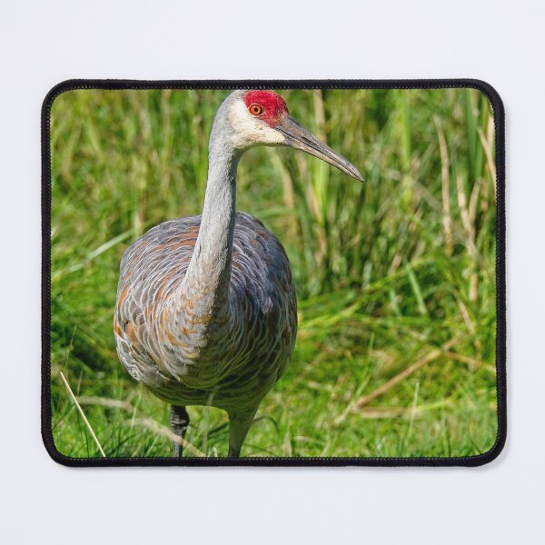 Item preview, Sandhill Crane 10, Madison, Wisconsin designed and sold by StevenRalserPhoto.