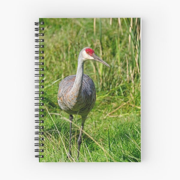 Item preview, Sandhill Crane 10, Madison, Wisconsin designed and sold by StevenRalserPhoto.