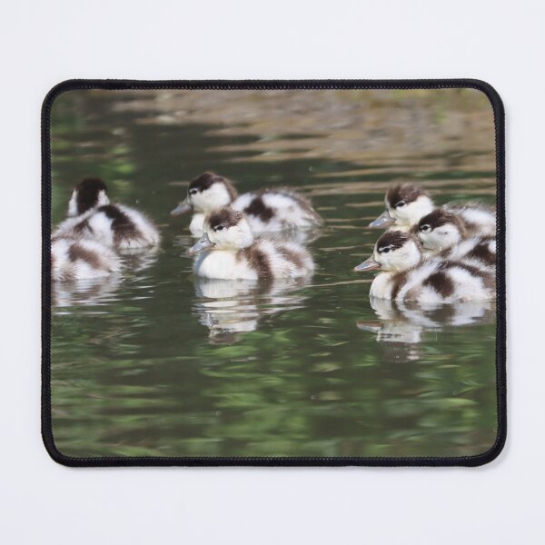 Item preview, Shelduck ducklings designed and sold by GreyFeatherPhot.