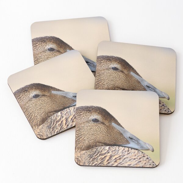 Item preview, Female eider duck designed and sold by GreyFeatherPhot.