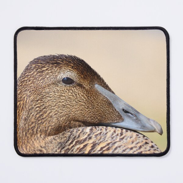 Item preview, Female eider duck designed and sold by GreyFeatherPhot.