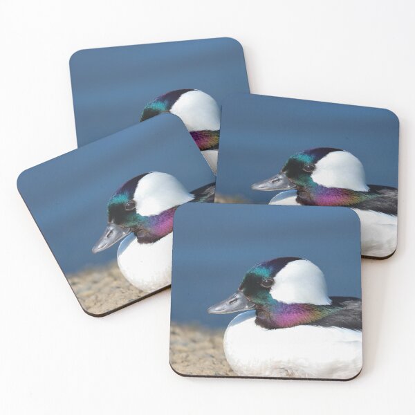 Item preview, Bufflehead duck designed and sold by GreyFeatherPhot.