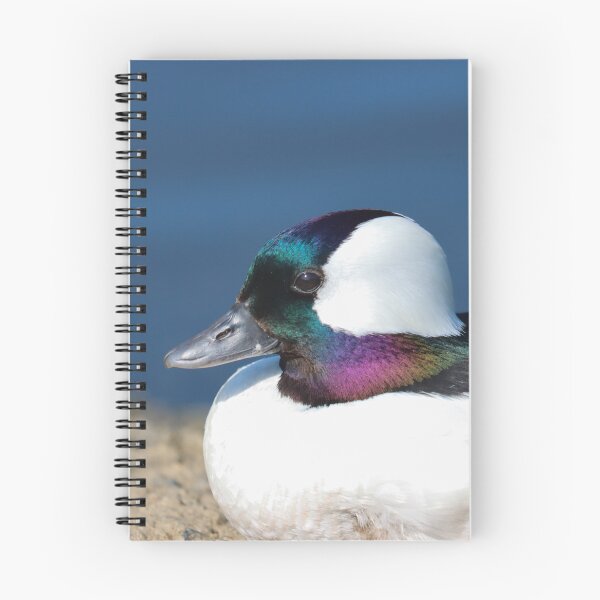 Item preview, Bufflehead duck designed and sold by GreyFeatherPhot.