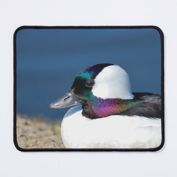 Item preview, Bufflehead duck designed and sold by GreyFeatherPhot.
