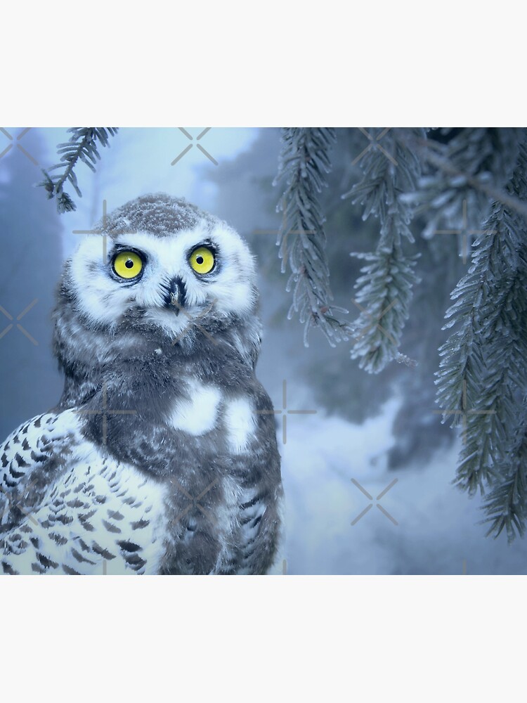 Snowy Owl Forest Bird Yellow Eyes Photo-realistic Wildlife Print by thespottydogg