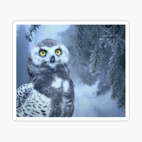 snowy owl stickers redbubble
