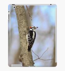 Downy Woodpecker iPad Case/Skin