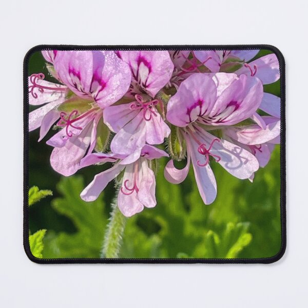Item preview, Scented Geranium designed and sold by polyhymnia14.