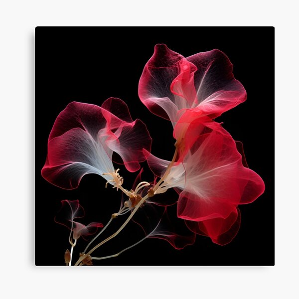 bougainvillea with a transparent xray effect