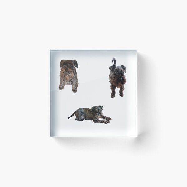 Item preview,  Collection of mini Schnauzer number 5 lifelike dog designed and sold by Debsgiftware Ward.