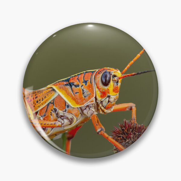 Item preview, Lubber Grasshopper  designed and sold by Dalyndigital Photography.