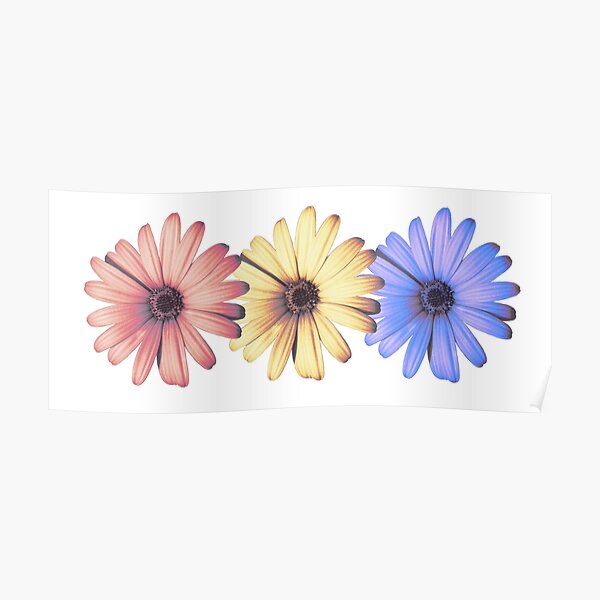 Daisies primary colors Poster