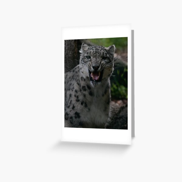 Snow Leopard Greeting Card