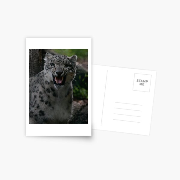Snow Leopard Postcard