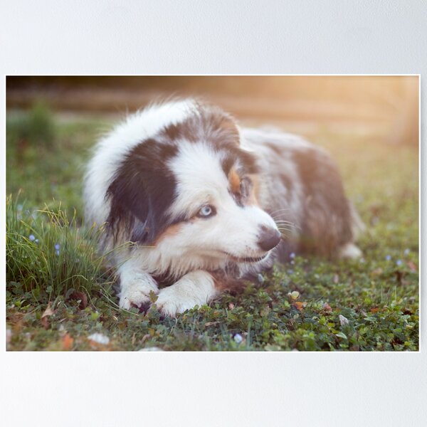 Item preview, Australian shepherd designed and sold by Pokofoto.