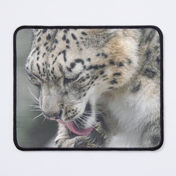 Item preview, Snow Leopard licking his paw designed and sold by Martin Leber.