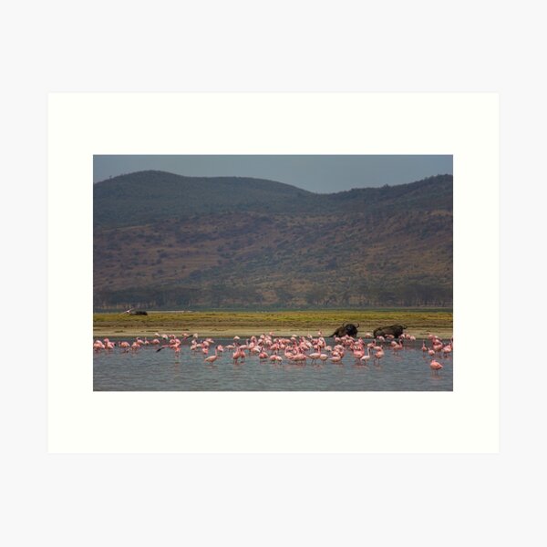 Item preview, Kenya. Lake Nakuru National Park. Flamingos with Buffalos in the background. designed and sold by vadim19.
