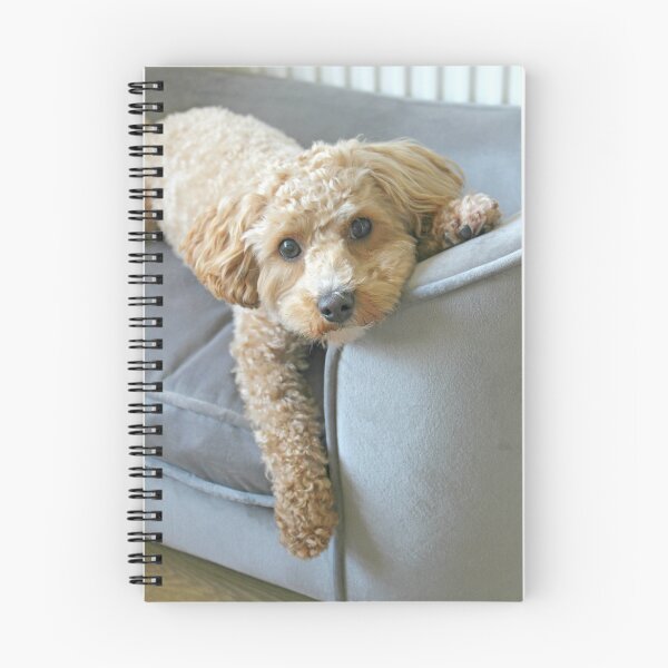 Item preview, It's a Maltipoo Thing... designed and sold by Liz Lane.