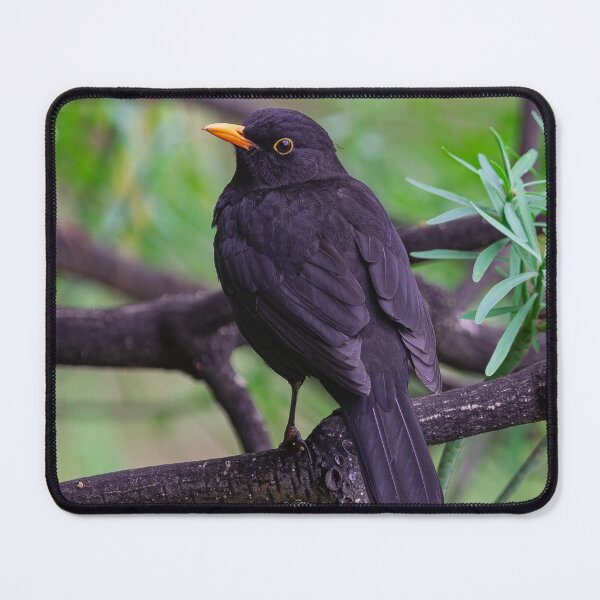 Item preview, male common blackbird on a branch designed and sold by Martin Leber.