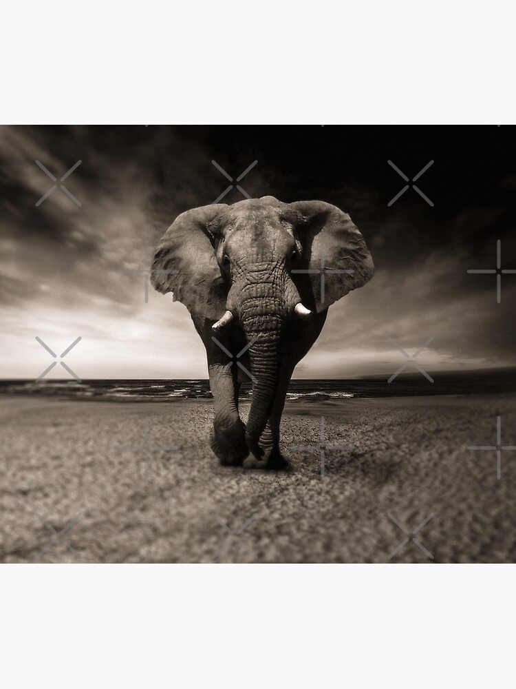 Elephant Black and White Photo-realistic Bull Elephant Print by thespottydogg