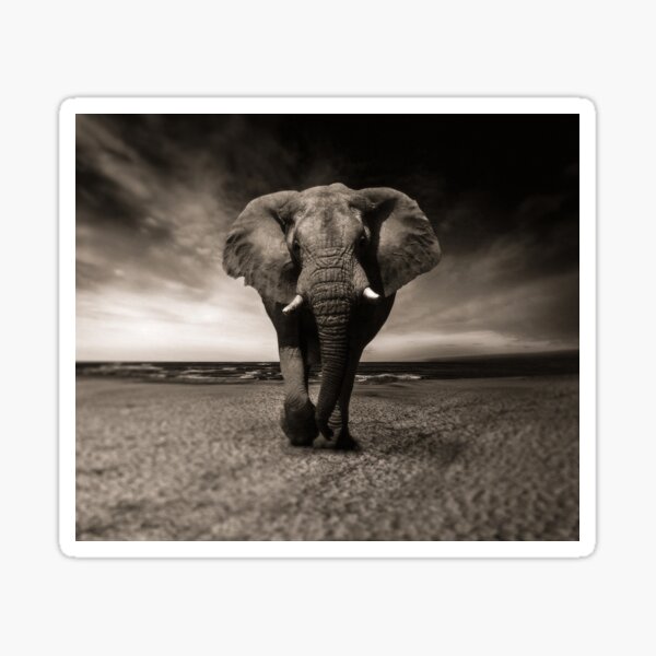 Elephant Black and White Photo-realistic Bull Elephant Print Sticker