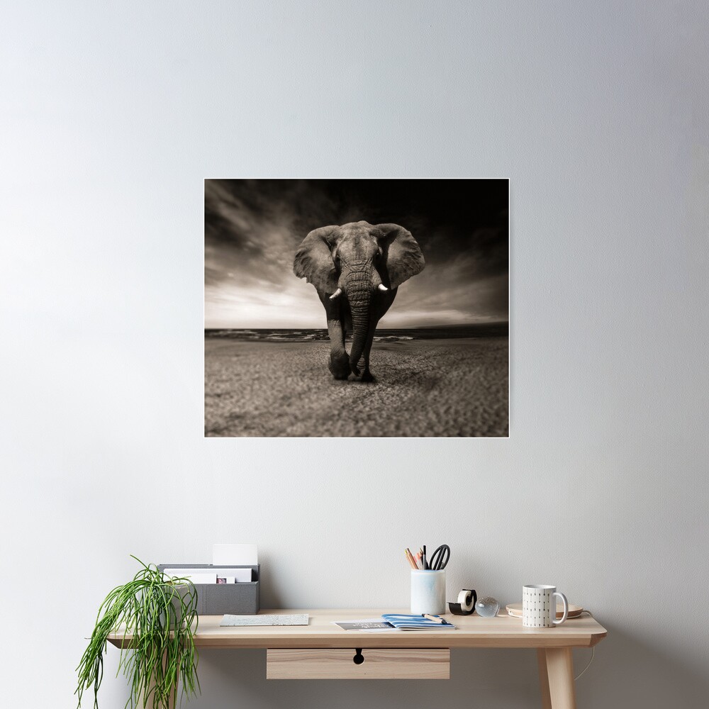 Elephant Black and White Photo-realistic Bull Elephant Print Poster