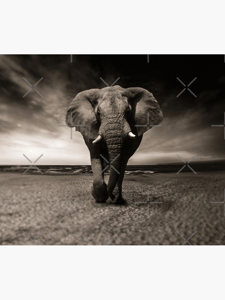 Elephant Black and White Photo-realistic Bull Elephant Print by thespottydogg