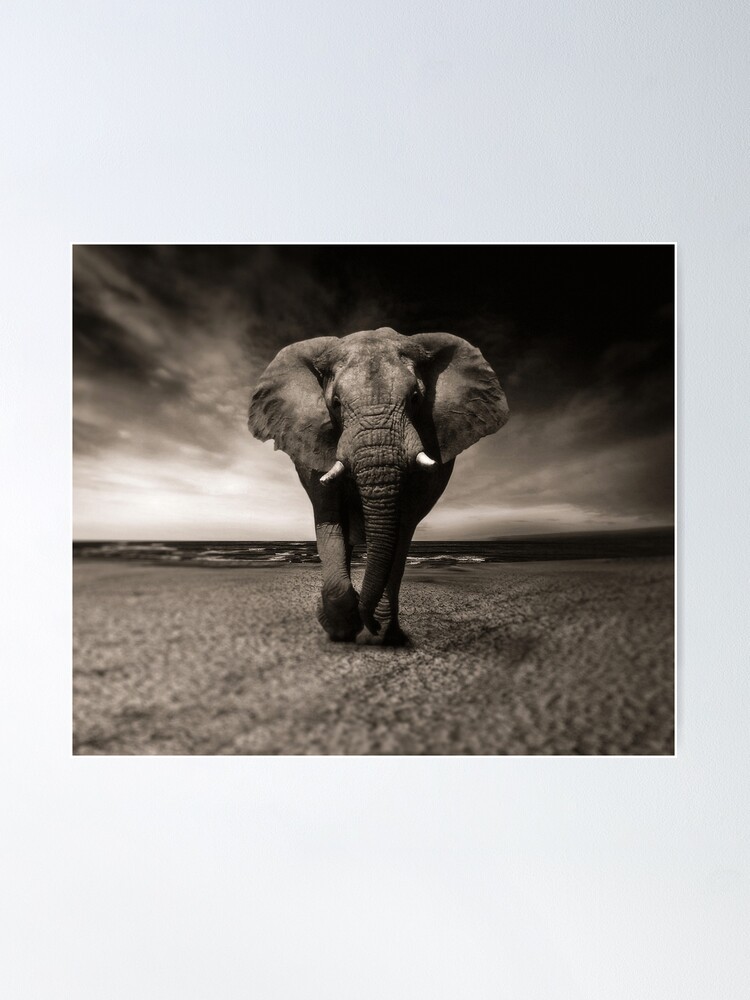 Alternate view of Elephant Black and White Photo-realistic Bull Elephant Print Poster