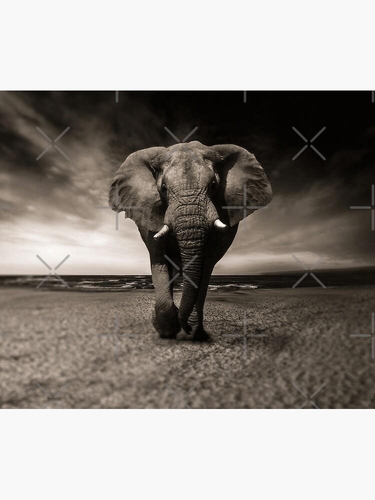 Elephant Black and White Photo-realistic Bull Elephant Print by thespottydogg