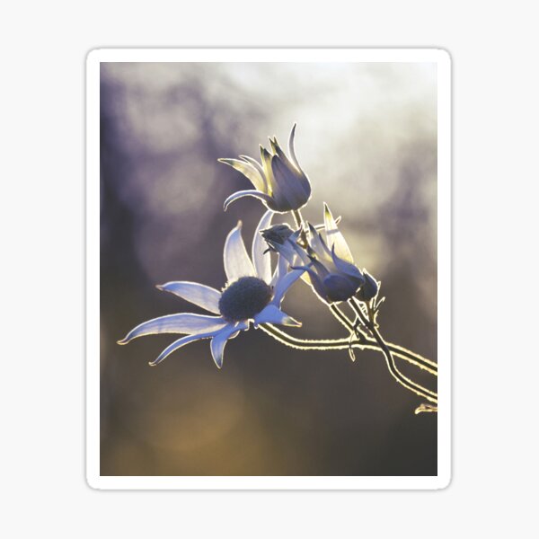 Woodland Wildflowers Sticker