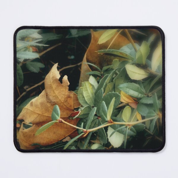 Item preview, "Contrast Play: Green Thorny Shrub Embracing Two Yellowed Withered Leaves" designed and sold by branaghbel.