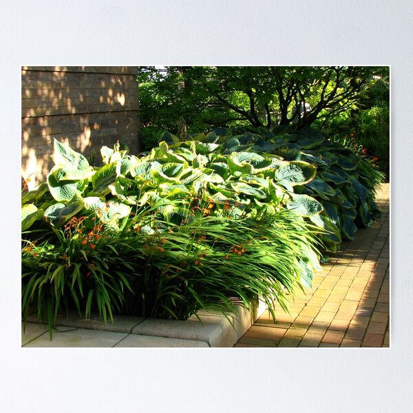 Item preview, Sunlit Hostas  designed and sold by Kathryn Jones.