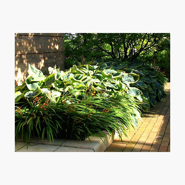 Item preview, Sunlit Hostas designed and sold by Kathryn Jones.