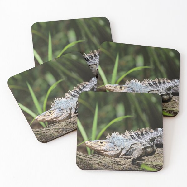 Item preview, Black iguana designed and sold by TigerGirl808.