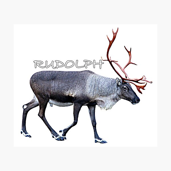 Item preview, Rudolph designed and sold by FotoJarmo.