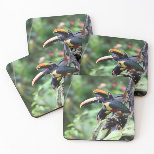 Item preview, Fiery-billed Aracari Trio designed and sold by TigerGirl808.