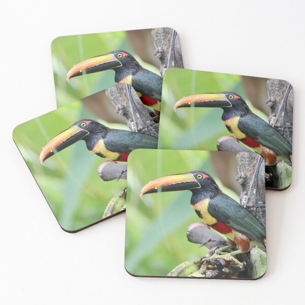 Item preview, Fiery-billed aracari designed and sold by TigerGirl808.