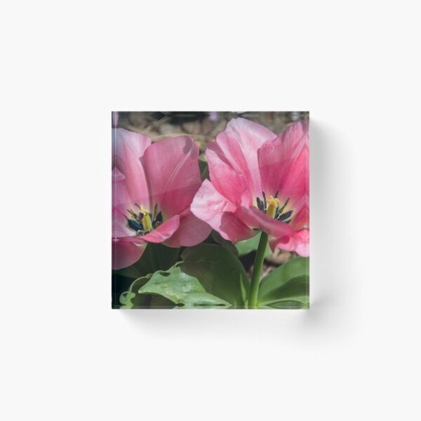 Item preview, Double Pink Tulips designed and sold by Debra Martz.