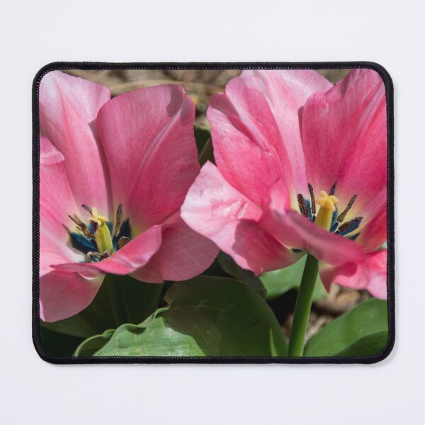 Item preview, Double Pink Tulips designed and sold by Debra Martz.