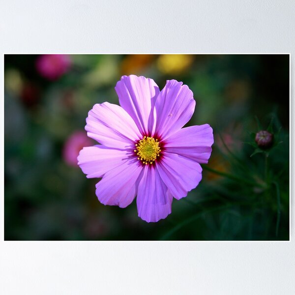 Item preview, Roadside Wildflower designed and sold by Daniel Holtmeyer.