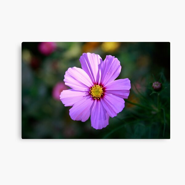 Roadside Wildflower Canvas Print
