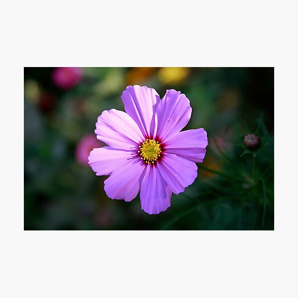 Item preview, Roadside Wildflower designed and sold by Daniel Holtmeyer.