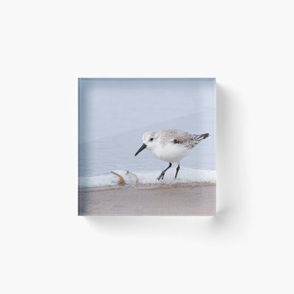 Item preview, Sanderling designed and sold by Margriet Photography .